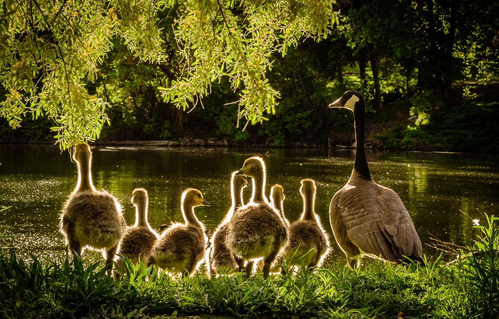 animals-back-light-beaks-close-up-733478