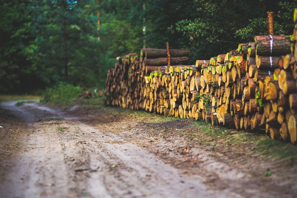 the-road-through-the-forest-6076